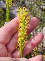 Microdon dubius