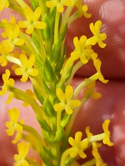 Microdon dubius