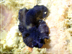 Pseudobiceros stellae