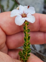 Adenandra