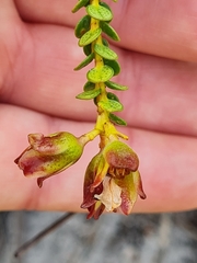 Adenandra
