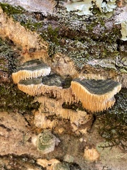 Radulomyces