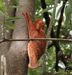 Galeopterus variegatus