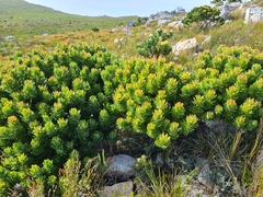 Mimetes fimbriifolius
