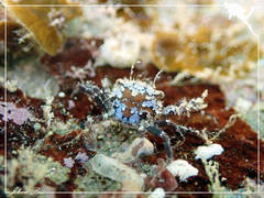 Portunidae