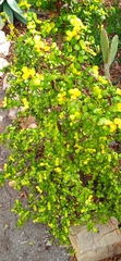 Portulacaria
