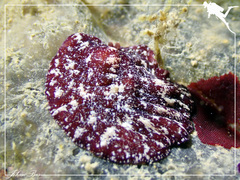 Pseudoceros cruentus