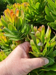 Mimetes fimbriifolius