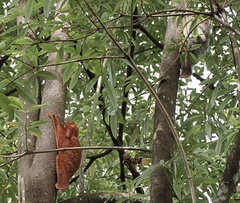 Galeopterus variegatus