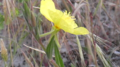 Oenothera stricta