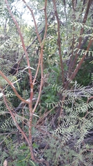 Prosopis flexuosa