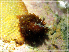 Madrella ferruginosa