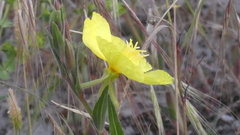 Oenothera stricta