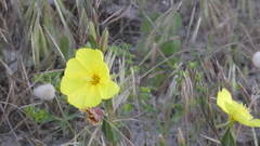 Oenothera stricta