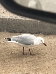 Chroicocephalus hartlaubii