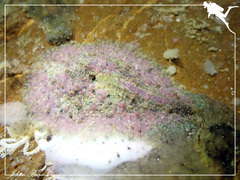 Dolabrifera dolabrifera