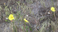 Oenothera stricta