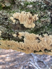 Radulomyces