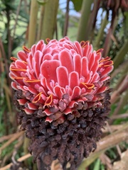 Etlingera elatior