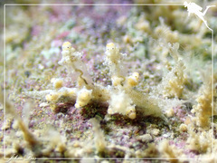 Eubranchus rubropunctatus