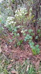 Ageratina jucunda