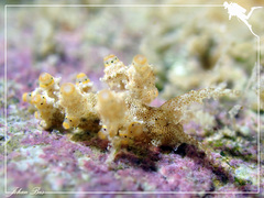 Eubranchus rubropunctatus