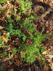 Juniperus communis depressa