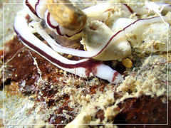 Baseodiscus hemprichii