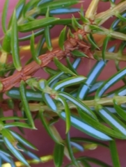 Juniperus communis depressa