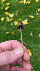 Panaeolus