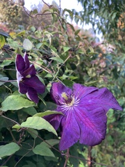 Clematis × jackmanii