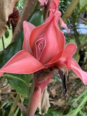 Etlingera