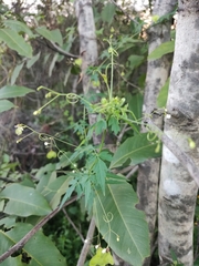 Cardiospermum halicacabum