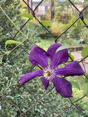 Clematis × jackmanii