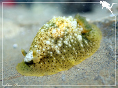 Dendrodoris coronata