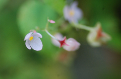 Begonia crenata
