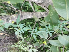 Cardiospermum halicacabum