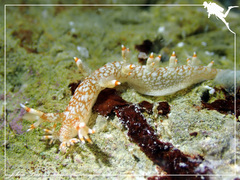 Bornella stellifera