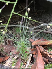 Paepalanthus