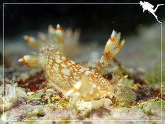 Bornella stellifera