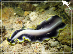 Pseudoceros paralaticlavus