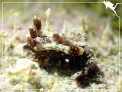 Goniodoris joubini