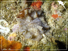 Pericelis