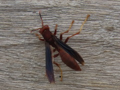 Aphanilopterus