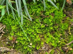 Gongylanthus ericetorum