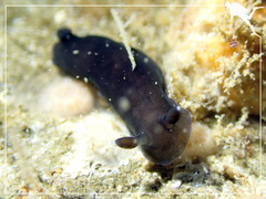 Dendrodoris nigra