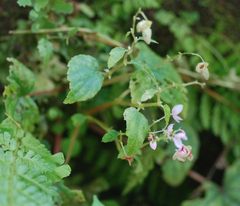 Begonia crenata
