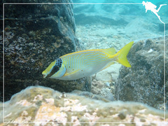 Siganus puellus