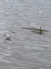 Recurvirostra avosetta