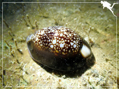 Monetaria caputserpentis